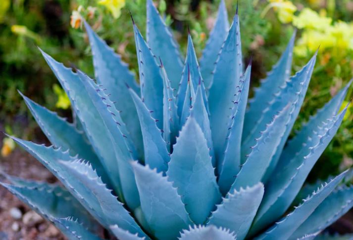 Agave Nectar + Lime