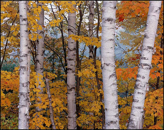 Crackling Birch