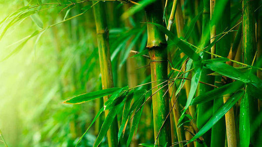 Bamboo & Teakwood