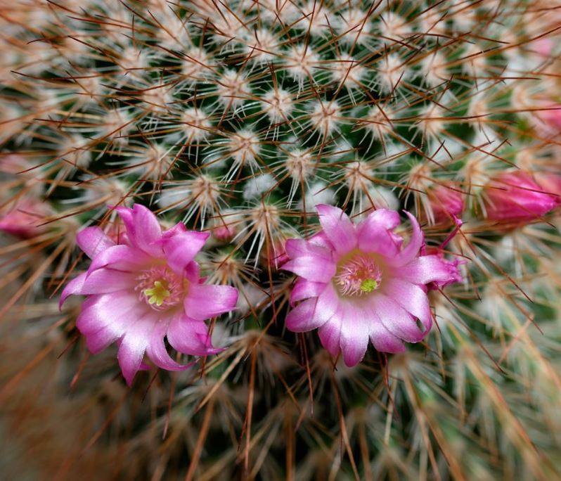 Baja Cactus Blossom