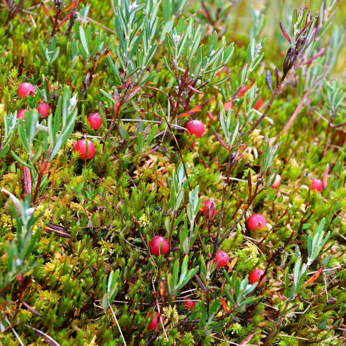 Cranberry Woods