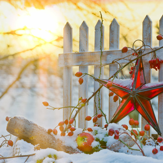 Crimson + Cream Winter
