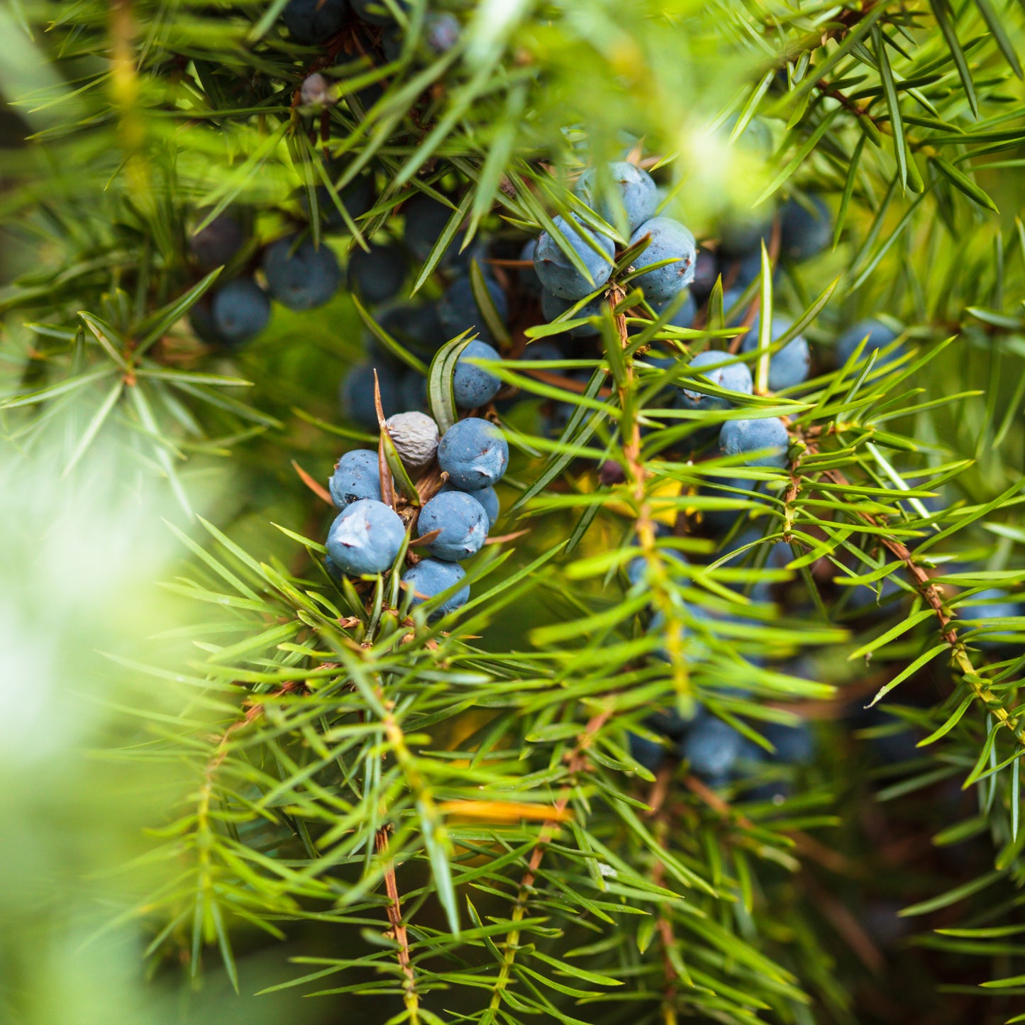 Juniper Breeze